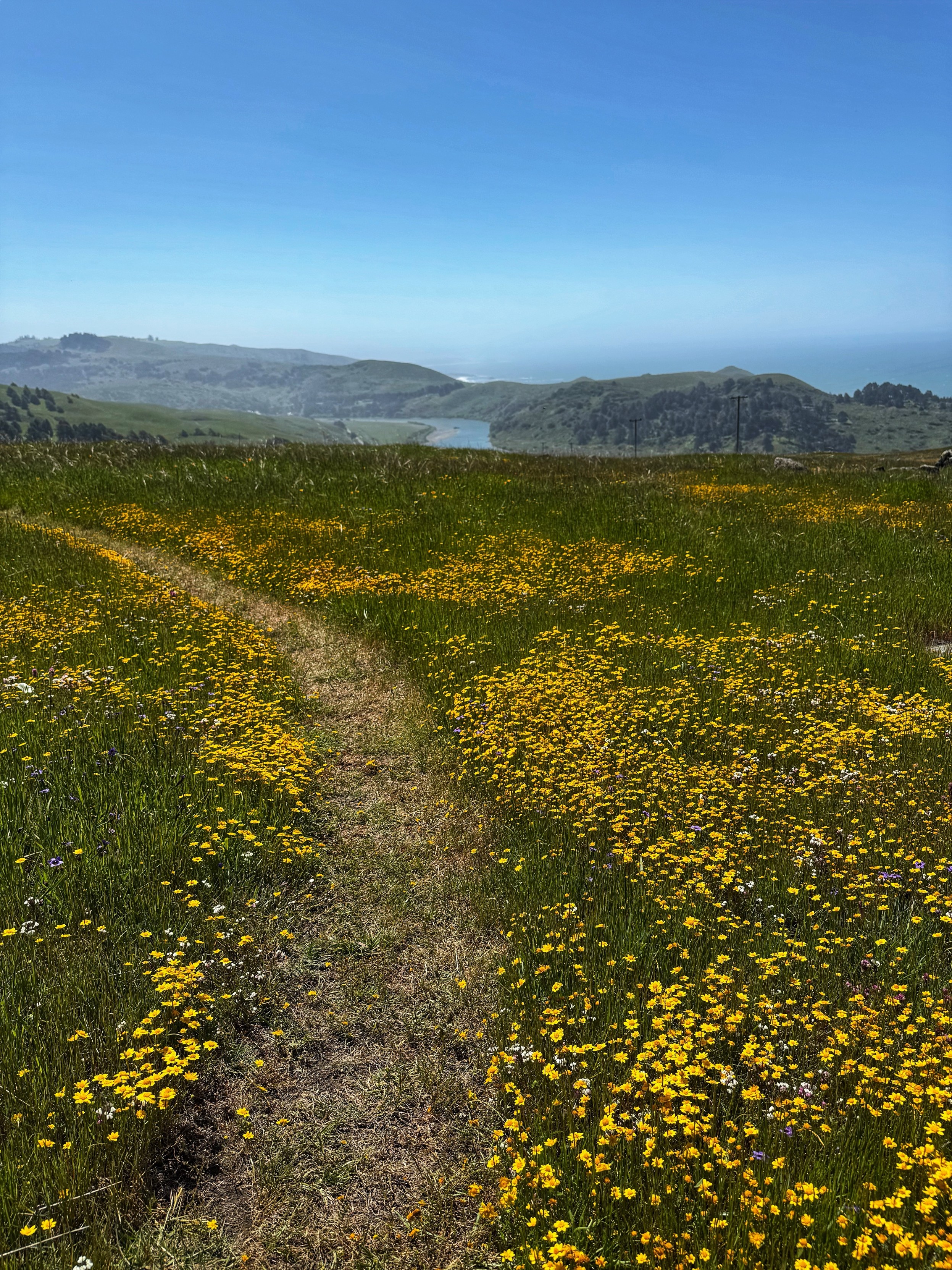 a path up on a hillside by the ocean leads through a superbloom of goldenrod — in the distance ahead, you can see the curve of the river below