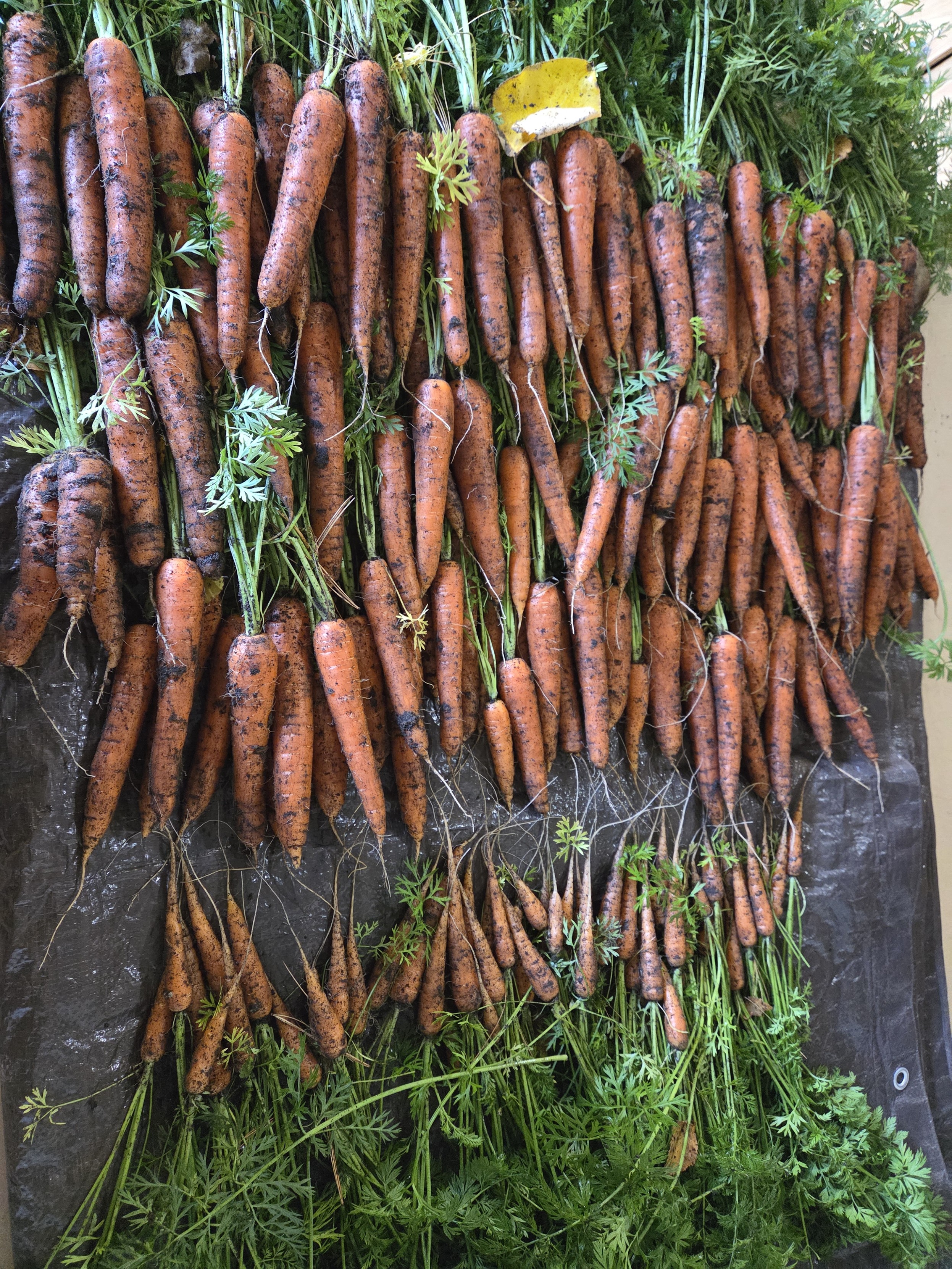 A wall of freshly harvested carrots with vibrant green tops, arranged in neat rows, some still dusted with soil, conveying a rustic farm-fresh feel.