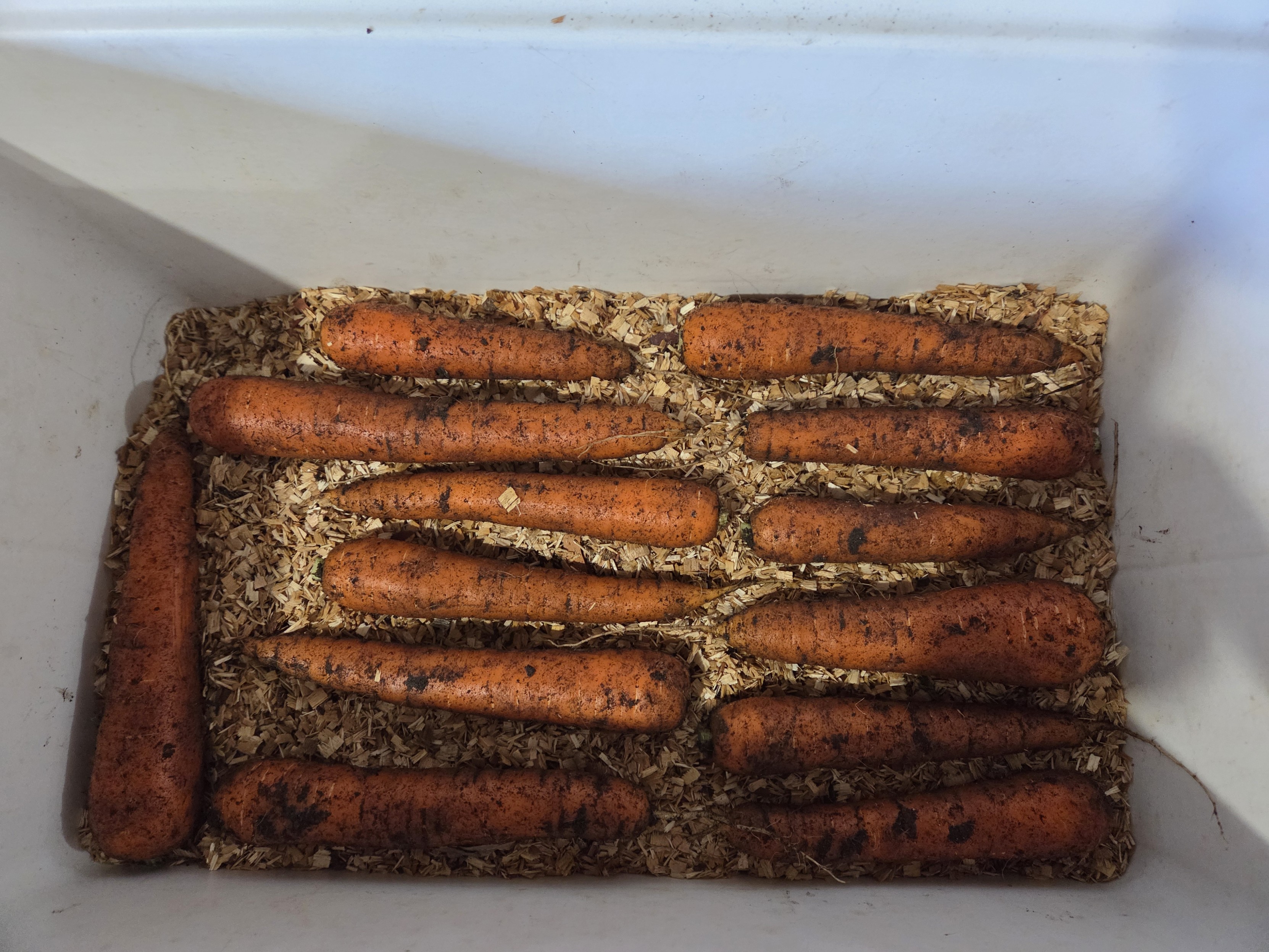 Fourteen fresh carrots are neatly arranged in layers of sawdust inside a white bin, conveying a sense of organized, rustic storage.